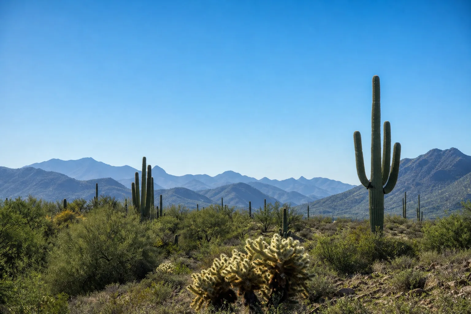 A wide clear view of the Sonoran desert outside Phoenix, with saguaros, layered blue mountains and an expansive blue sky